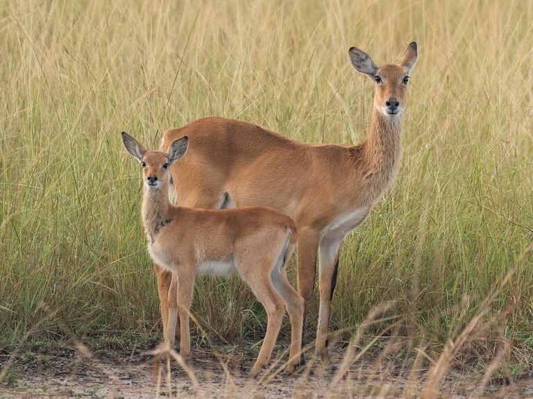 Ugandan_kobs_(Kobus_kob_thomasi)_female_and_calf